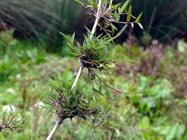 East Himalayan Bamboo